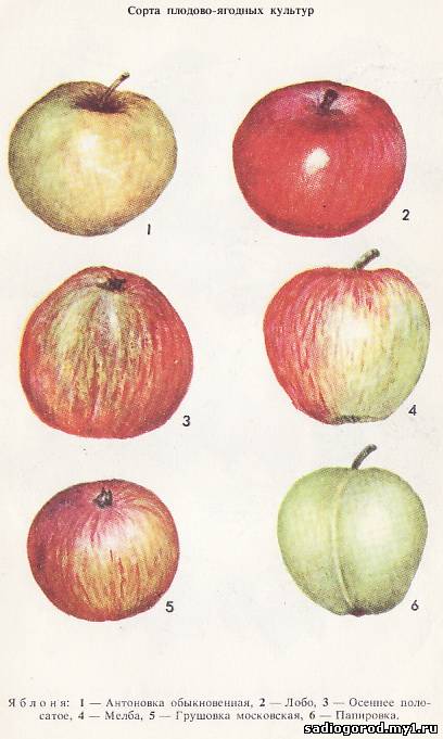 Сорта яблок картинки и название