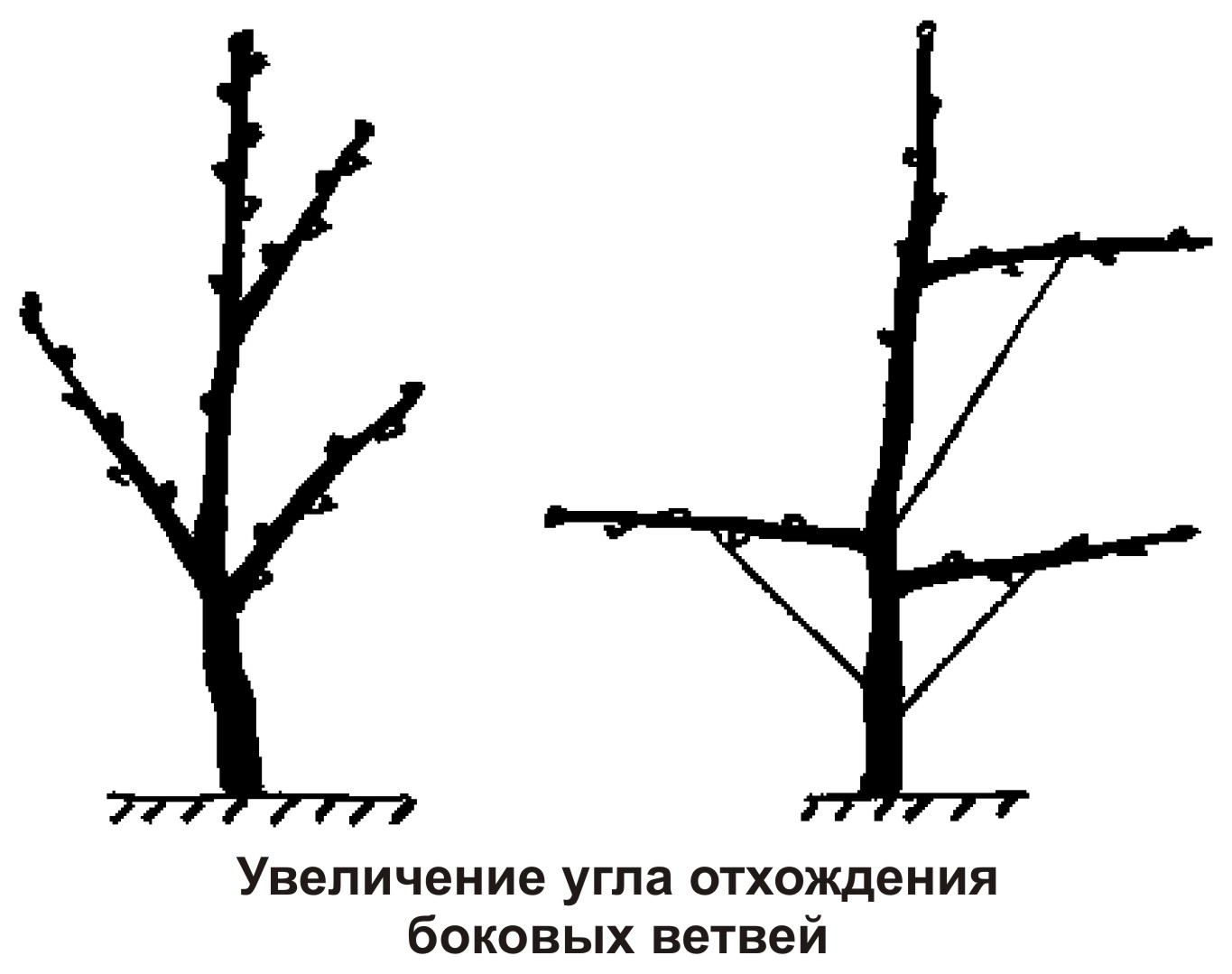 Формирование молодой. Схема обрезки черешни весной. Формировка кроны черешни. Обрезка саженца черешни. Схема формировки черешни.