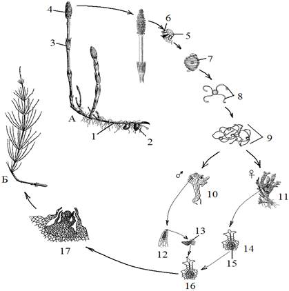 33803 1506445467 27a