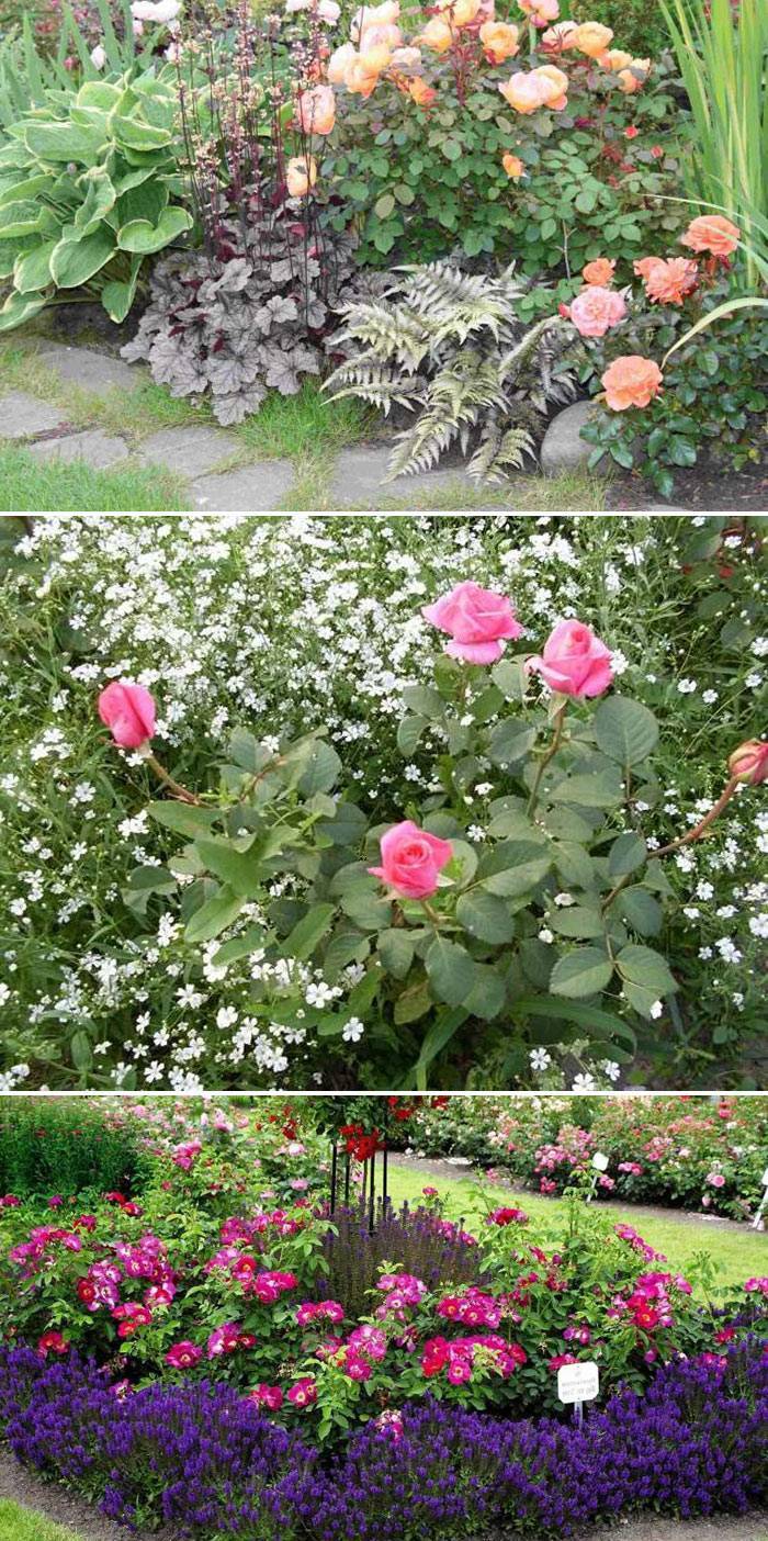 Соседи с розами на клумбе фото