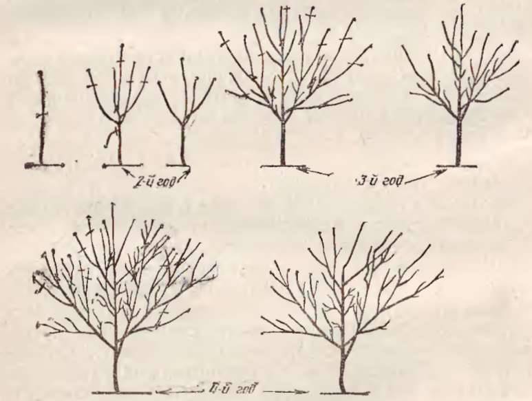 Как обрезать абрикос весной 5 лет. Разреженно-ярусная крона формировка. Разреженно ярусная крона яблони. Формирование яблони разреженно ярусная крона. Разреженно ярусная формировка черешни.