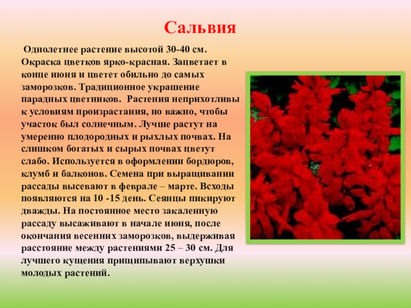 Цвет описание и фото. Цветок Сальвия описание. Сообщение про однолетние растения. Описание однолетних растений. Разновидности сальвии цветов.