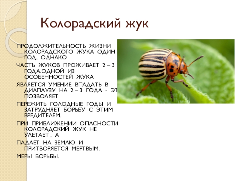 Как размножается колорадский жук. Строение колорадского жука биология 7. Колорадский Жук ареал. Строение колорадского жука. Строение колорадского жука схема.