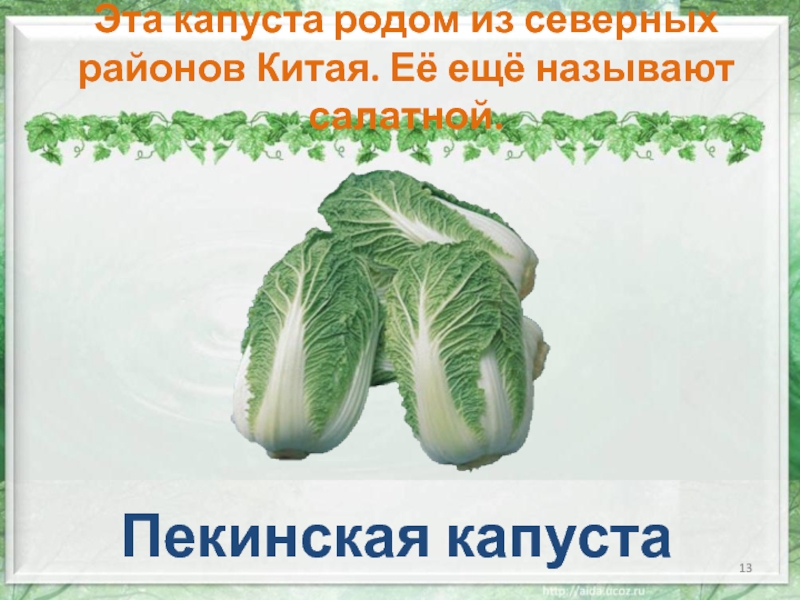 Загадка капуста для детей. Проект про капусту. Стих про пекинскую капусту. Листовка капуста. Капуста книжная выставка.