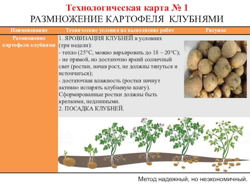 Клубень картофеля на раннем этапе своего развития. Стадии роста картошки. Фазы роста и развития картофеля. Этапы развития картофеля. Фазы произрастания картофеля.