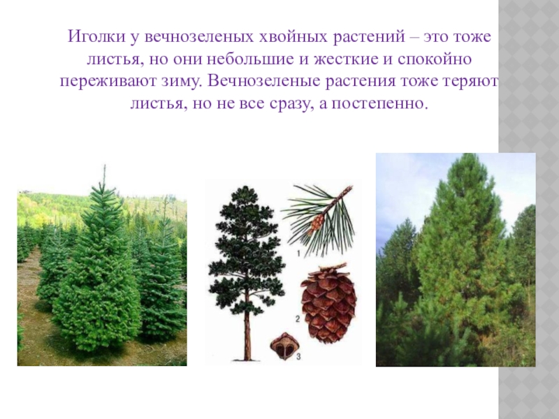 Растения относящиеся к хвойным примеры. Вечнозеленые деревья ель сосна. Типы хвойных деревьев. Хвойные породы растений.