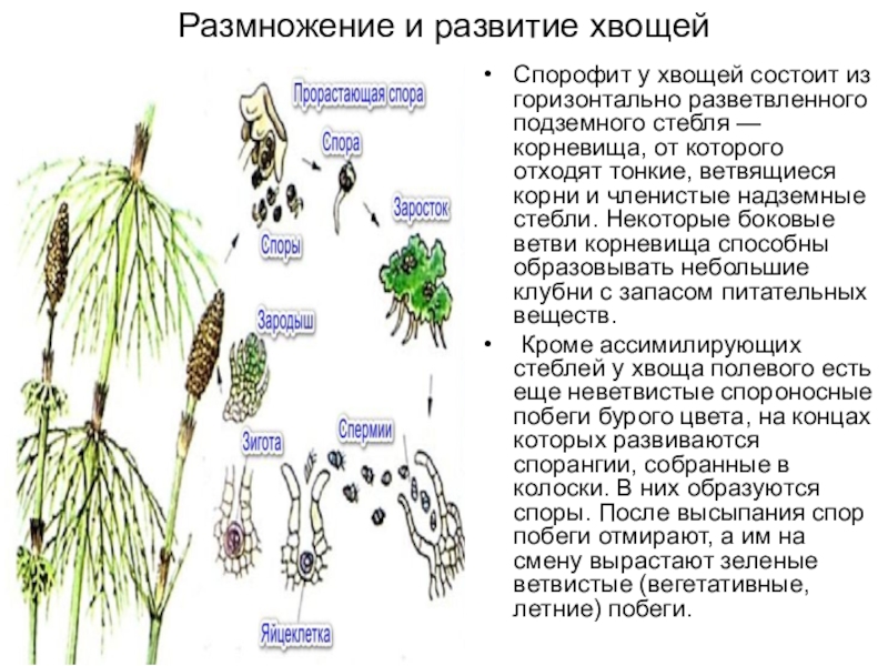 Жизненный хвоща. Гаметофит хвоща полевого. Размножение хвощей. Спорофит хвоща полевого. Спорофит хвоща полевого строение.