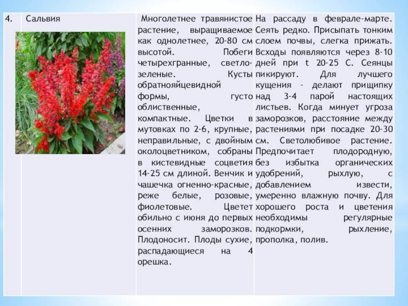 Сальвия зеленая описание фото цветов посев уход