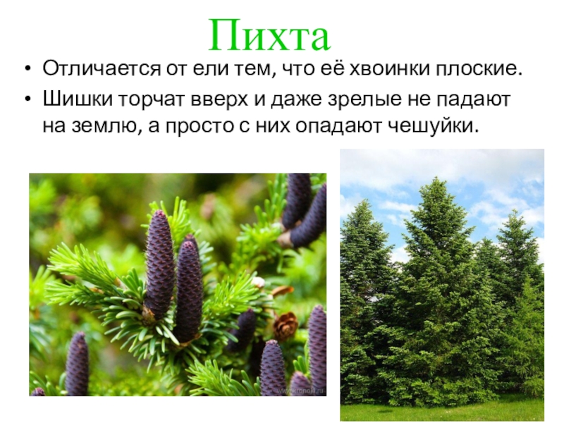 Пихта описание. Пихта шишки и хвоинки. Пихта для детей. Пихта Сибирская.