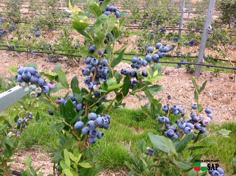 Купить Саженцы Черники Кустовой