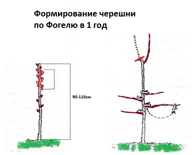 Формирование вишни. Формировка кроны черешни. Черешня формировка испанский куст схема. Обрезка саженца черешни. Испанский куст черешня формирование.