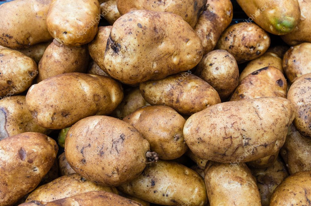 depositphotos 32754675 stock photo potatoes russet or baking in