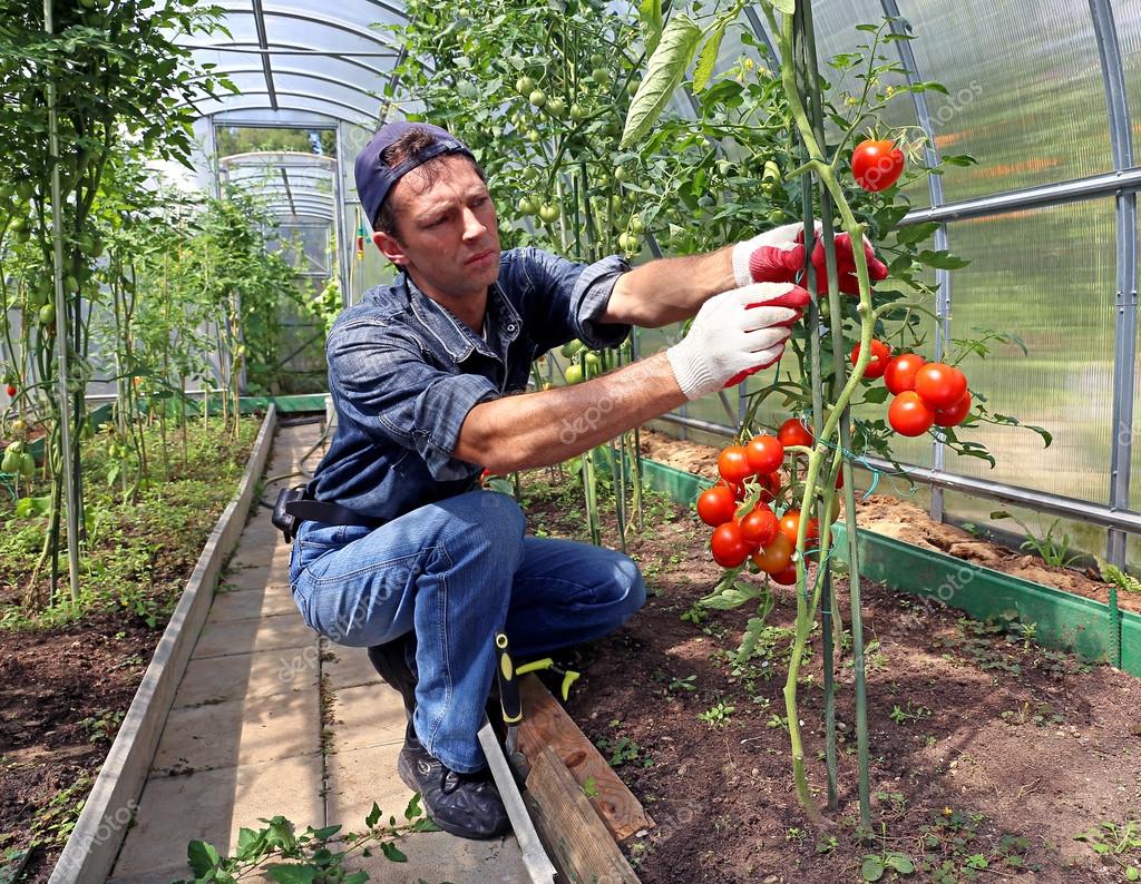 depositphotos 51178493 stock photo worker processing the tomatoes bushes