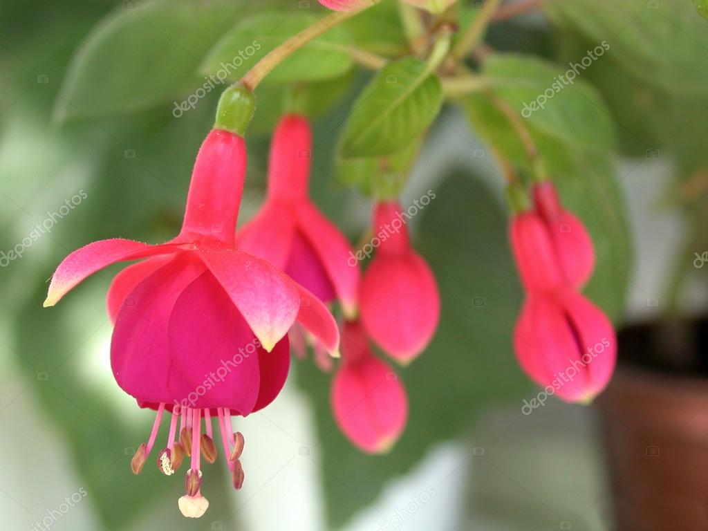 Домашний цветок с розовыми колокольчиками фото и названия