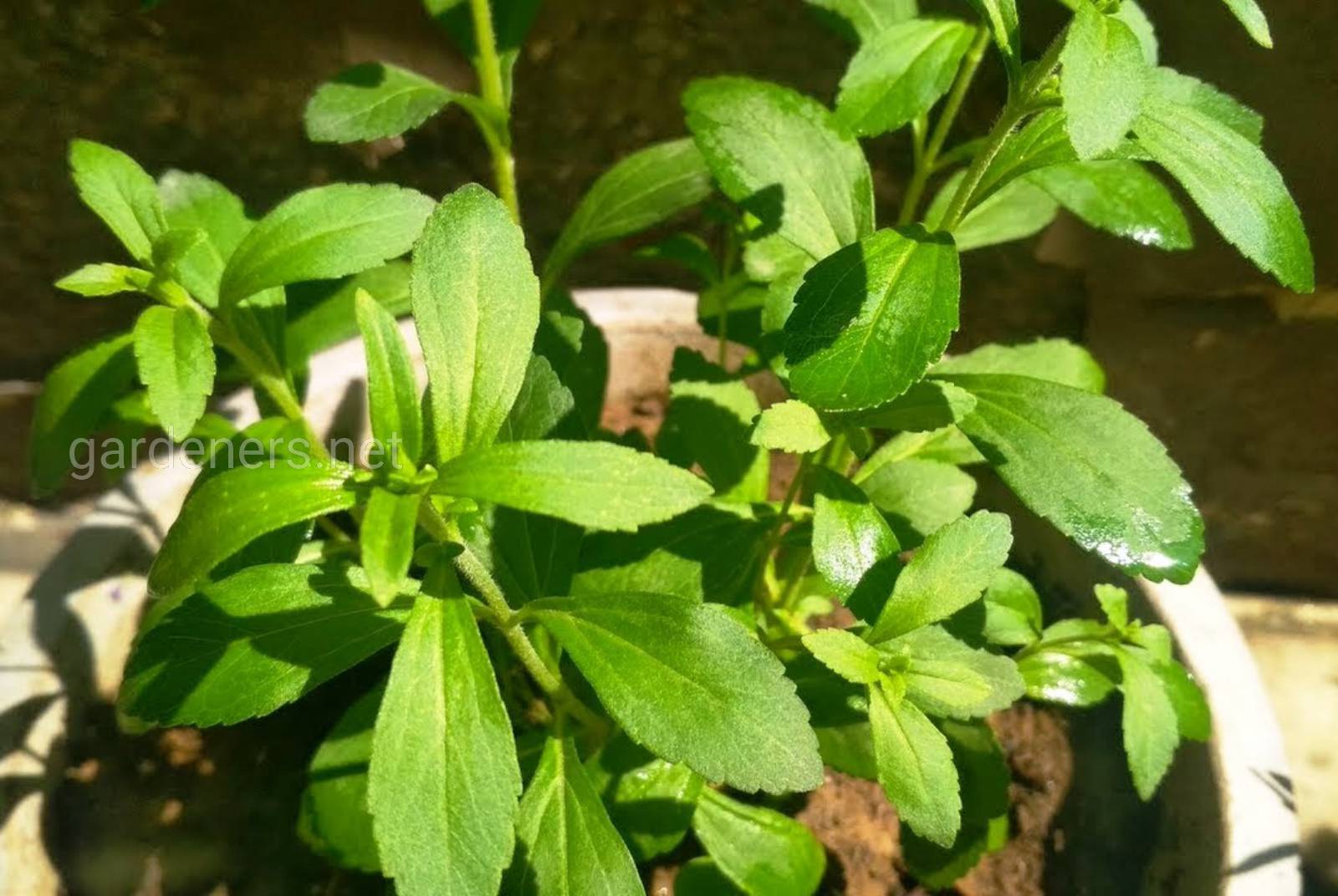 Стевия выращивание. Stevia rebaudiana. Stevia Plants. Стевия растение. Стевия японская кустарник.