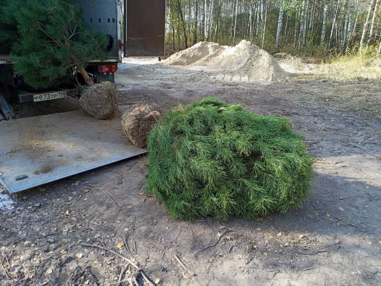 предложение с наречием сослепу. пропитанная хвойной смолою. выпиши словосочетания в которые входят наречия над. хвойный питомник романовский костромской обл. пропитанная хвойной смолою.