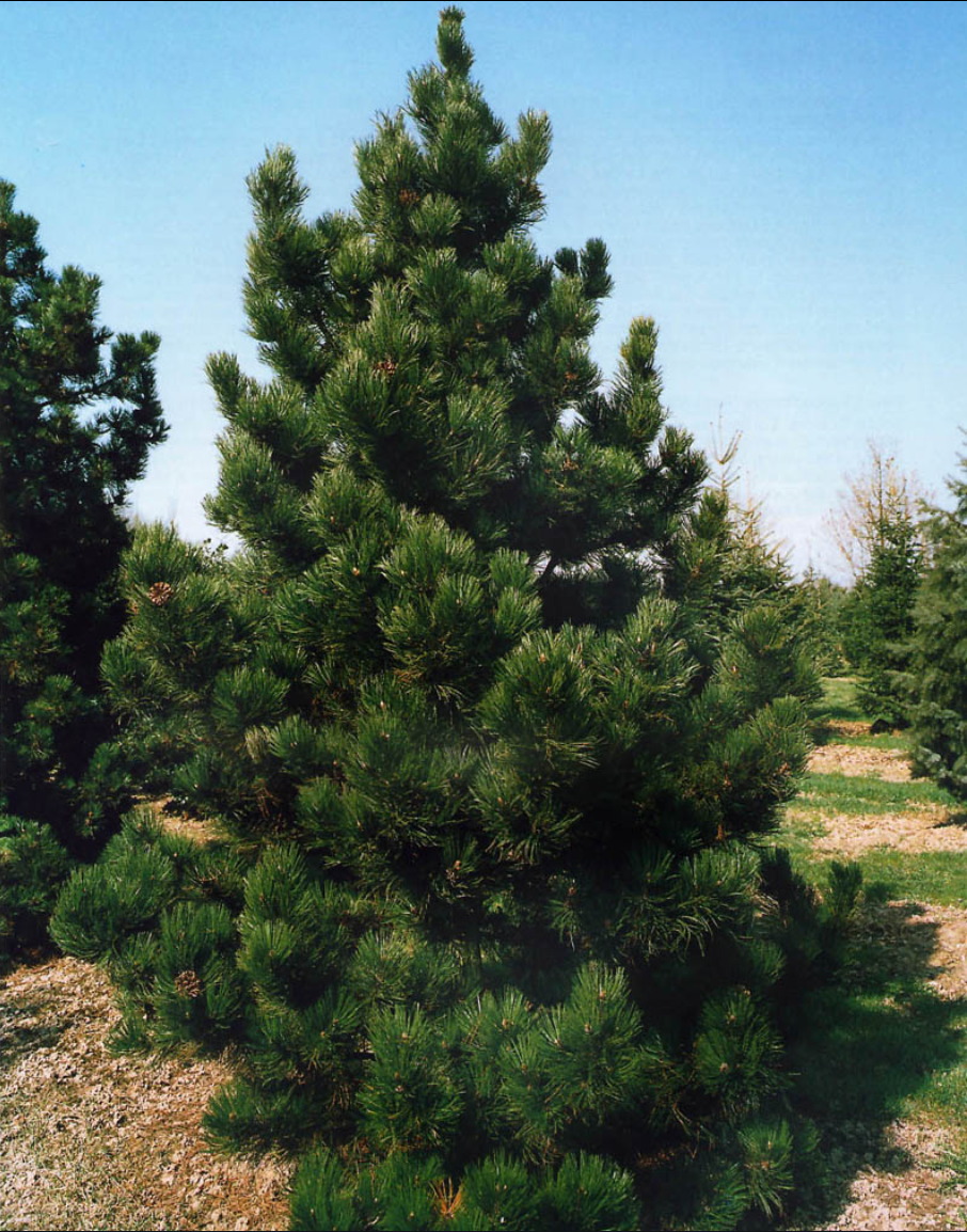 Сосна фото и описание. Сосна Pinus leucodermis. Сосна Боснийская белокорая. Сосна Гельдрейха Боснийская белокорая. Сосна белокорая лейкодермис.