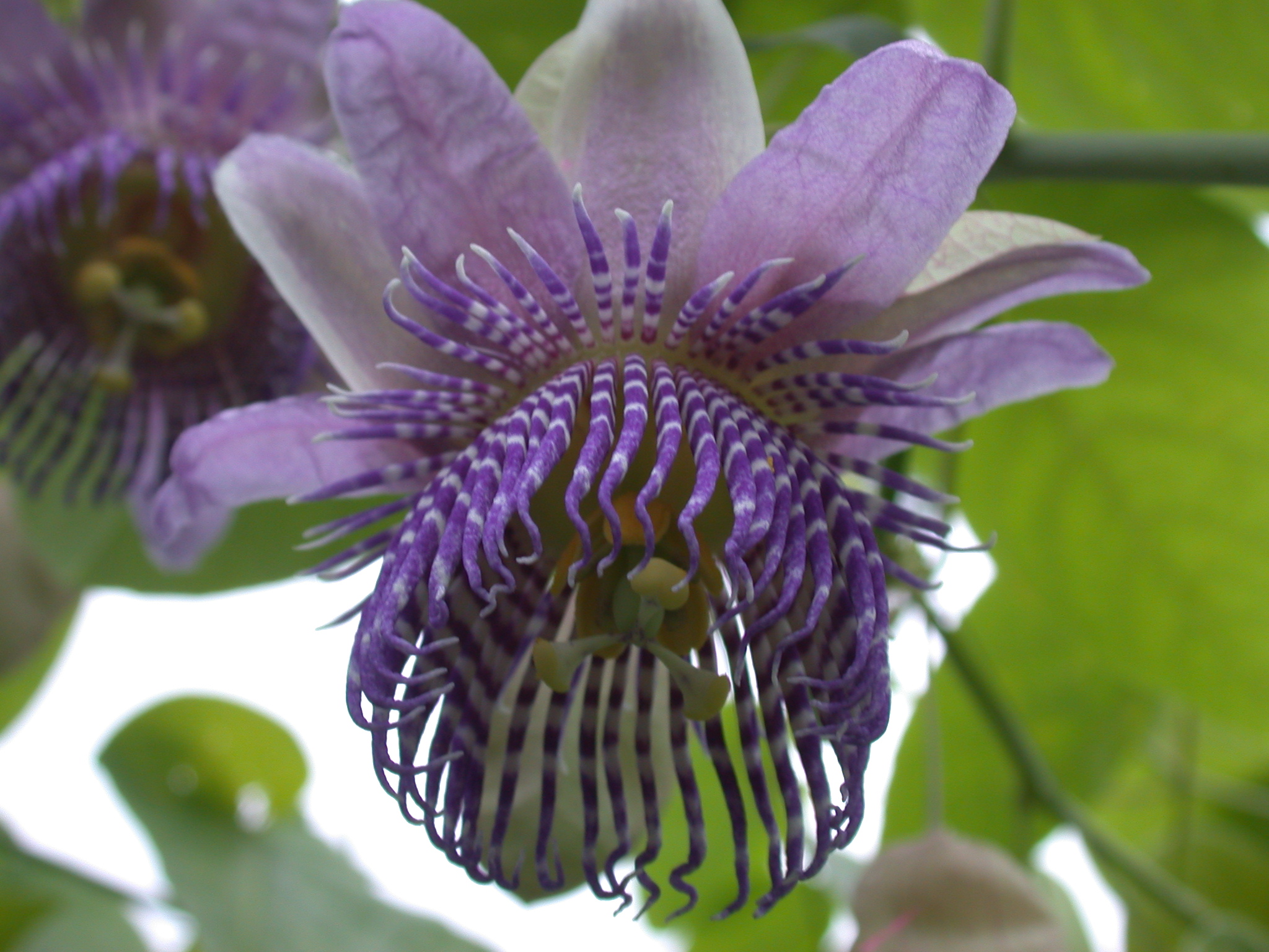 Passiflora seemannii