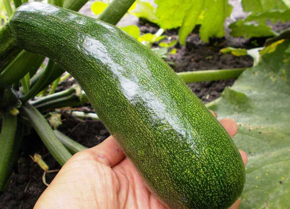 Цукини темно зеленые. Кабачок тристан f1. Кабачок казанова f1. Семена кабачок цукеша цуккини. Цукини темно зеленые.