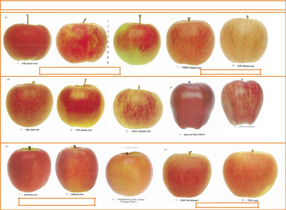 Сорта яблок картинки и название