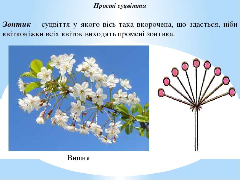 Соцветие черешни. Соцветие вишни. Соцветие щиток яблоня. Соцветие зонтик яблоня.