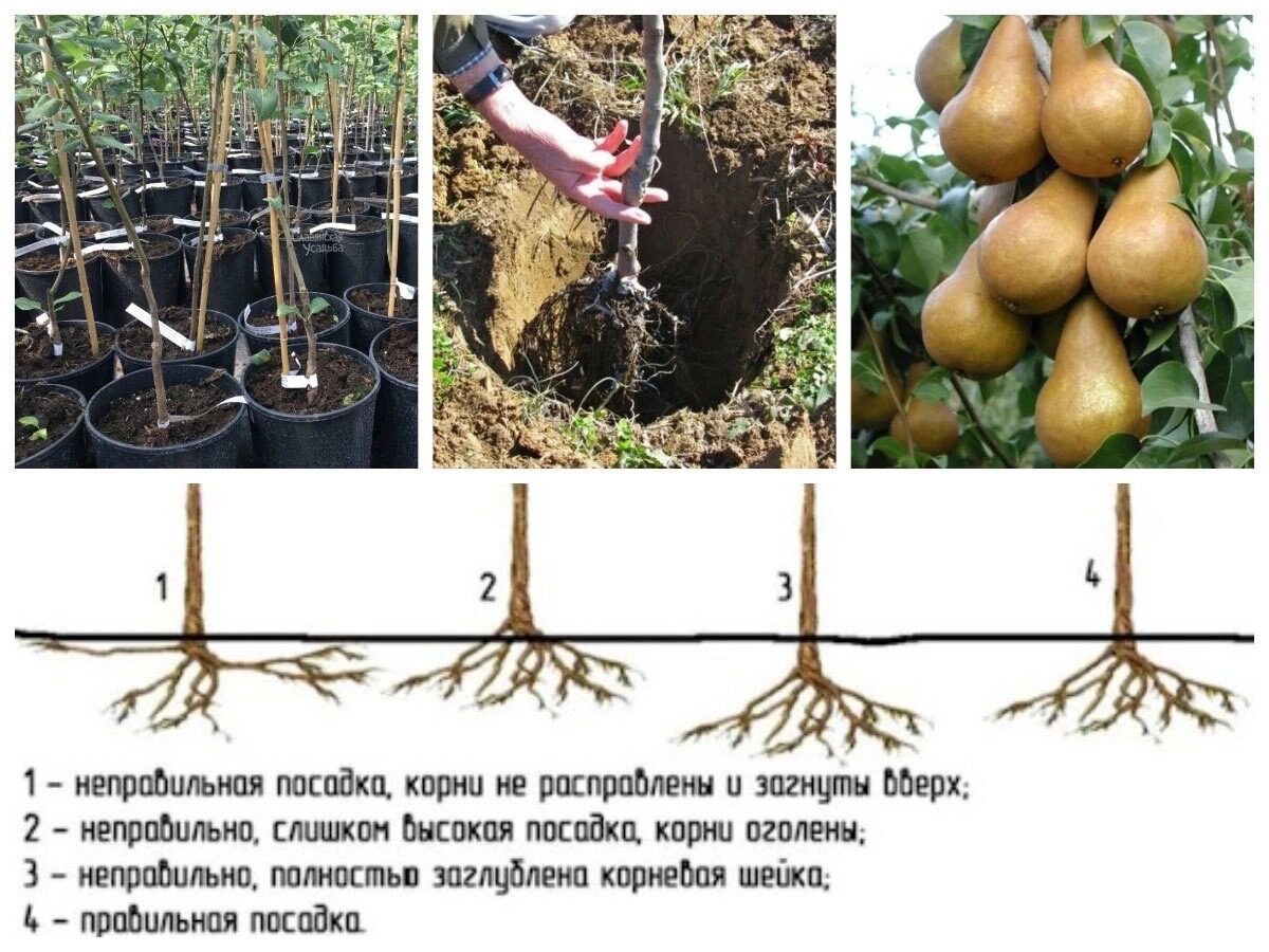 Сколько растет груша. Посадка груши. Корневая шейка саженца груши. Правильная посадка груши. Корневая шейка у груши.