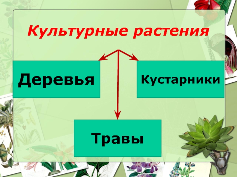 Приведи культурные растения