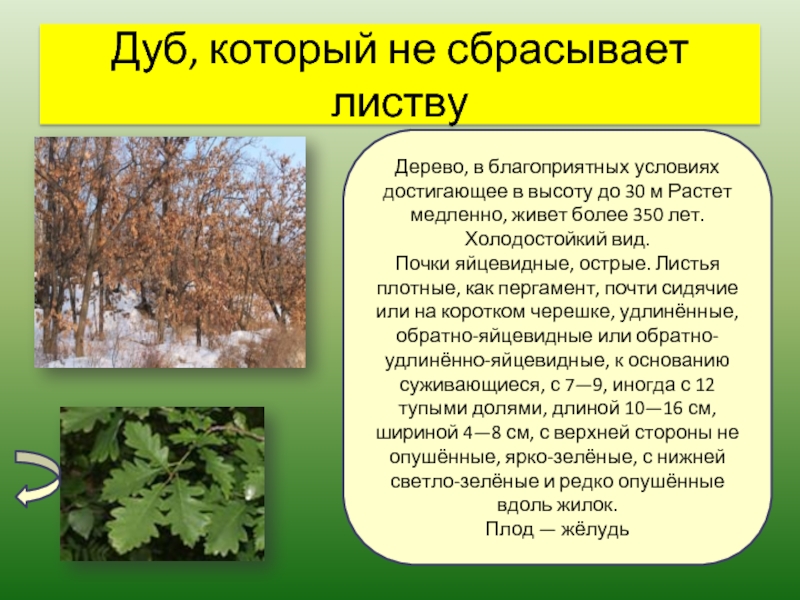 Сбросить листву. Деревья, которые сбрасывают листья. Деревья которые скидывают листву. Деревья сбрасывают листву. Деревья которые не сбрасывают листья.