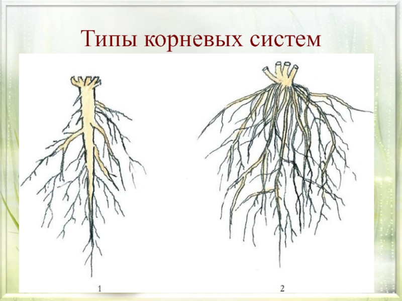 Укажи картинку на которой представлены опорные корни