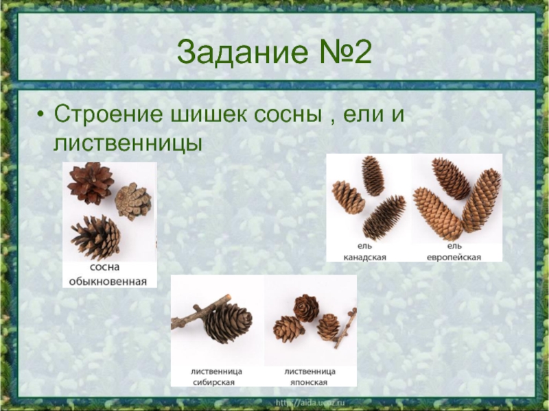 Изучение внешнего строения шишек. Шишки сосны ели и лиственницы. Лиственница форма чешек шишка. Строение шишек сосны ели и лиственницы. Форма шишек у ели и сосны и лиственницы.