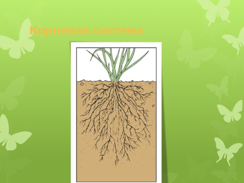 строение корня подсолнечника. стержневая система корня у покрытосеменного. тип корневой системы у подсолнечника. тип корневой системы у подсолнечника. тип корневой системы у подсолнечника.