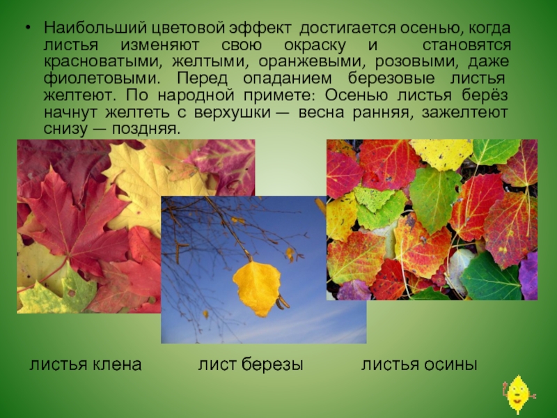 От чего изменяется окраска листьев. Осенняя окраска листьев. Изменение окраски листьев. Изменение окраски листьев осенью. Тема для презентации осенние листья.