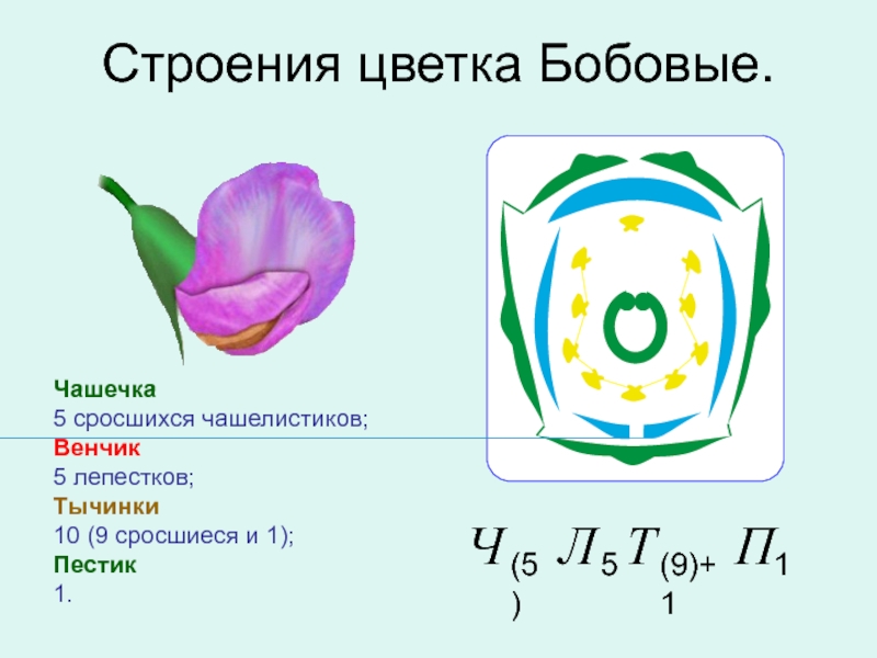 Лепестки венчика срастаются. Диаграмма семейства бобовых. Семейство бобовые схема цветка. Семейство бобовые строение цветка. Строение бобовых цветков.