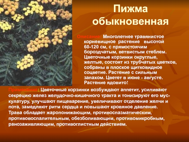 Пижма лечебные свойства. Пижма обыкновенная класс. Пижма описание. Лекарственные растения 3 класс окружающий мир пижма. Пижма обыкновенная характеристика.