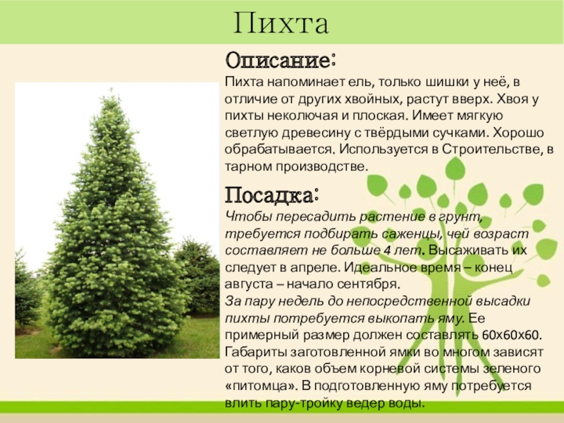 Описание пихты. Пихта описание. Пихта описание дерева. Пихта высота. Характеристика пихты.