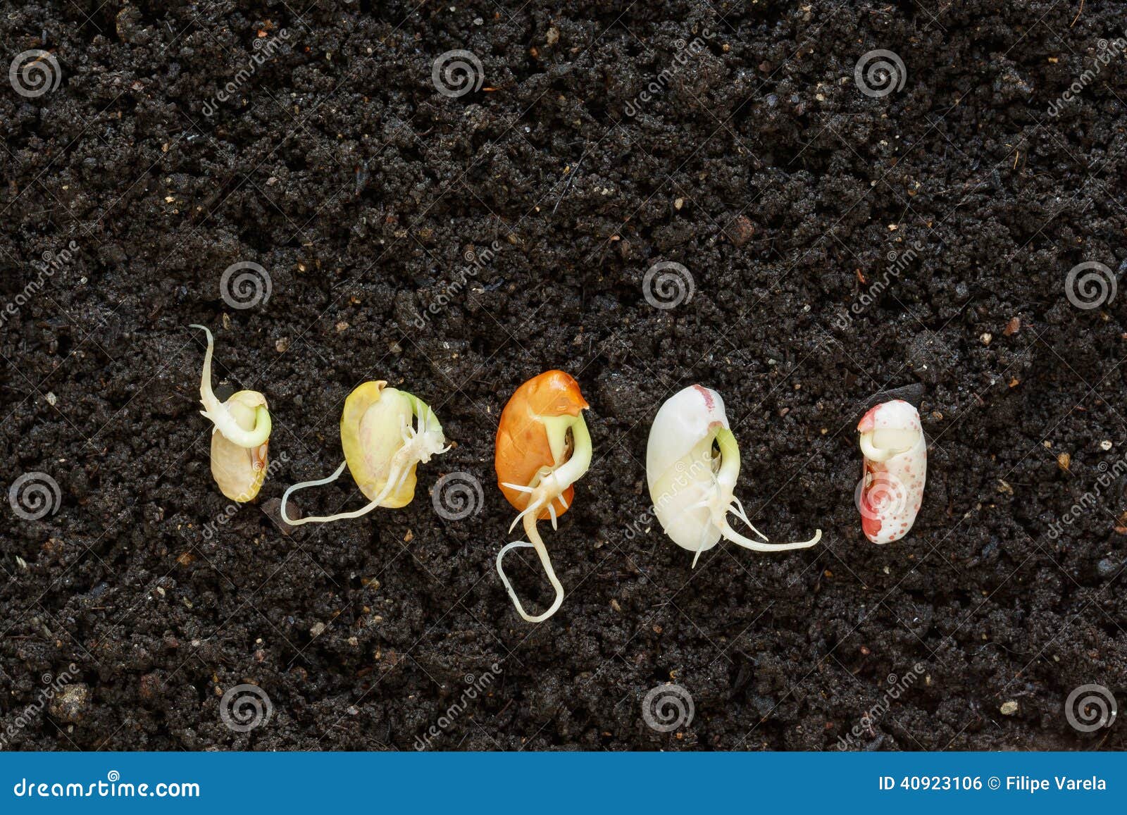 Какие семена быстро прорастают в домашних. Прорастание семян. Проросшая фасоль. Семена ростки. Ростки фасоли.