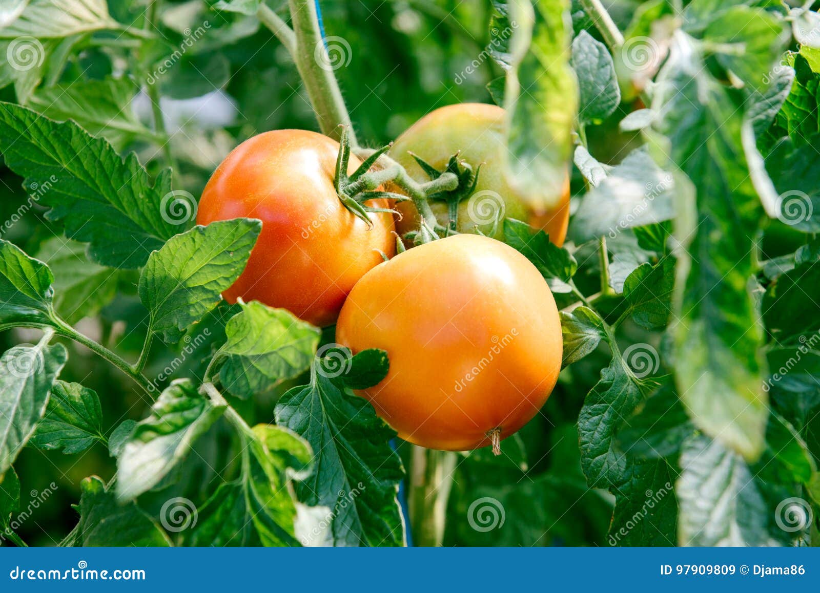 raw tomatoes tree selective focus 97909809