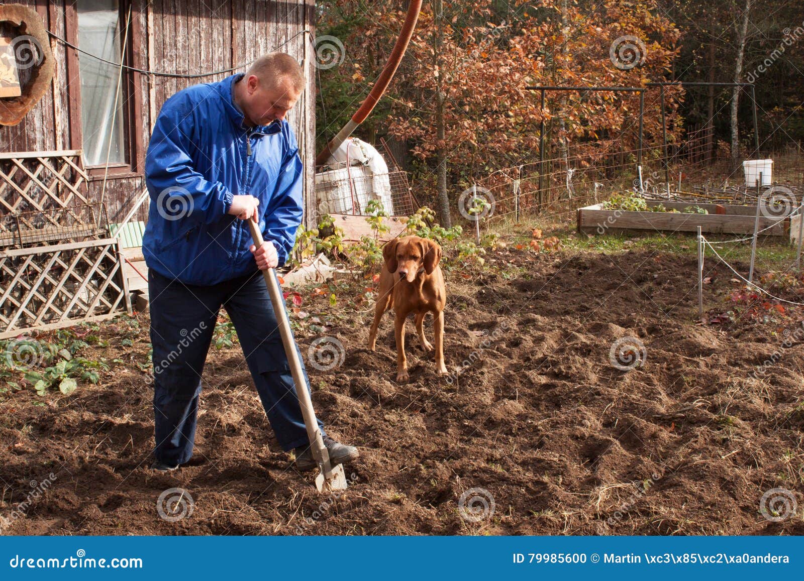 travail agricole portrait d un sol de creusement d homme avec la pelle l automne nettoient un agriculteur pr%C3%A9parant la terre pour 79985600