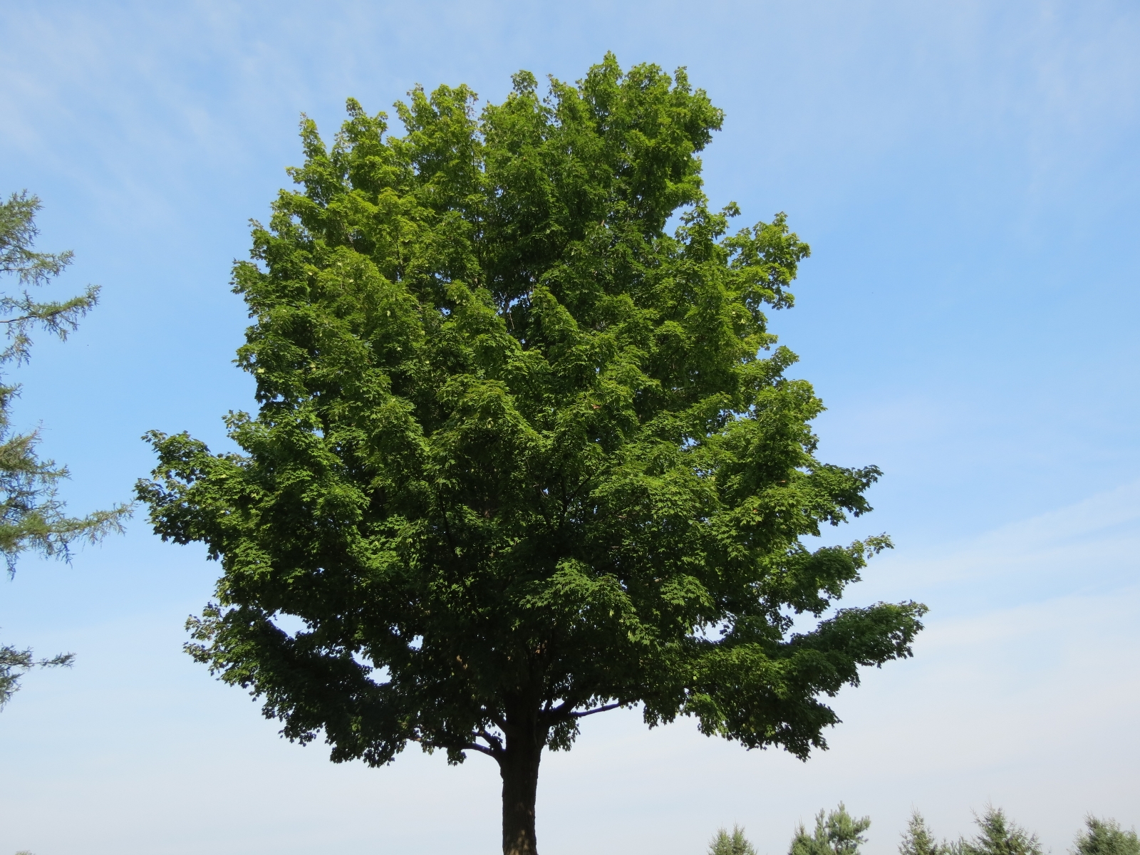 Фото деревьев с названиями. Fraxinus Excelsior Abiona. Не лиственные породы дерева. Карликовый ясень обыкновенный Abiona. Родителям о лиственных деревьях.