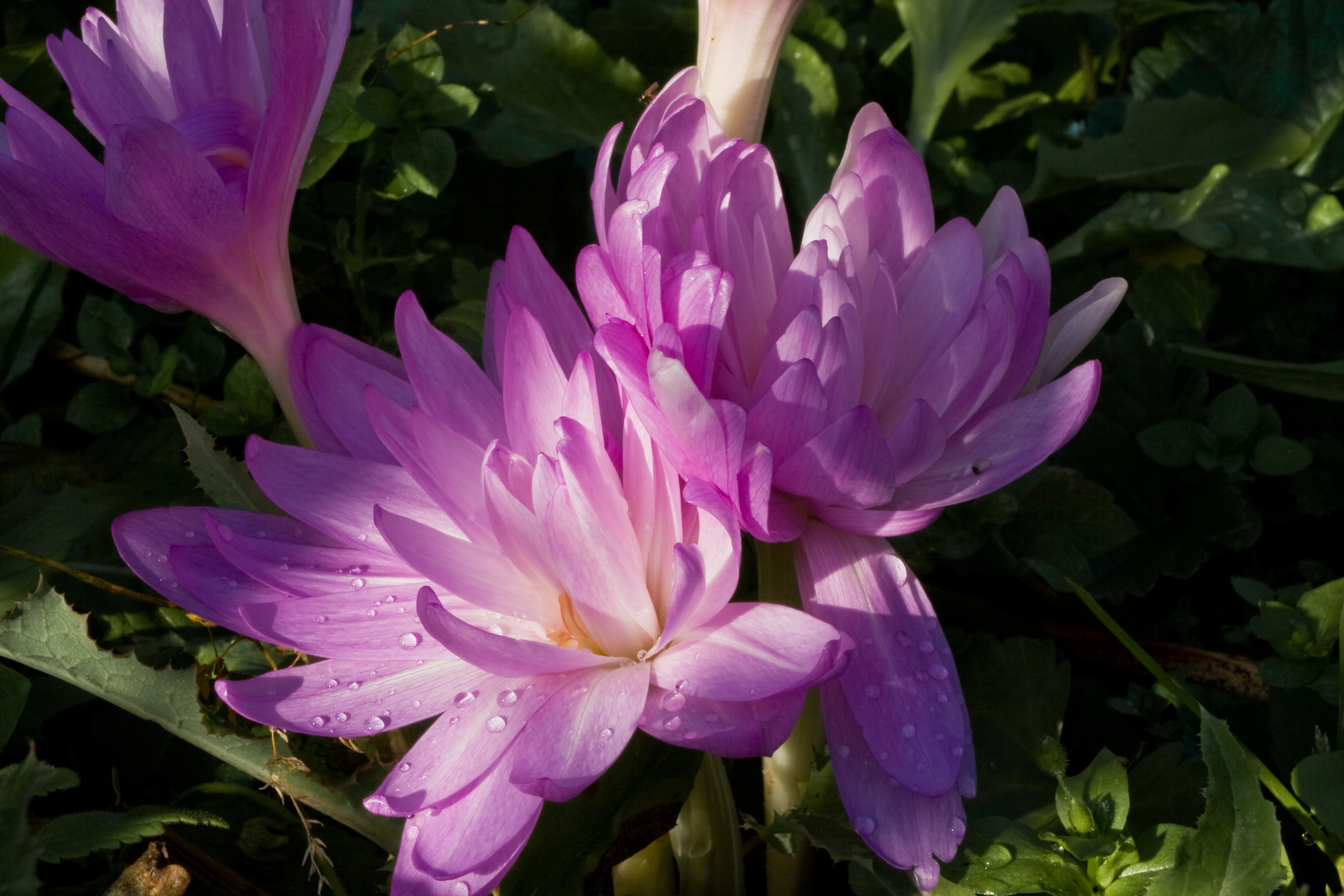 Безвременник великолепный Colchicum speciosum Stev