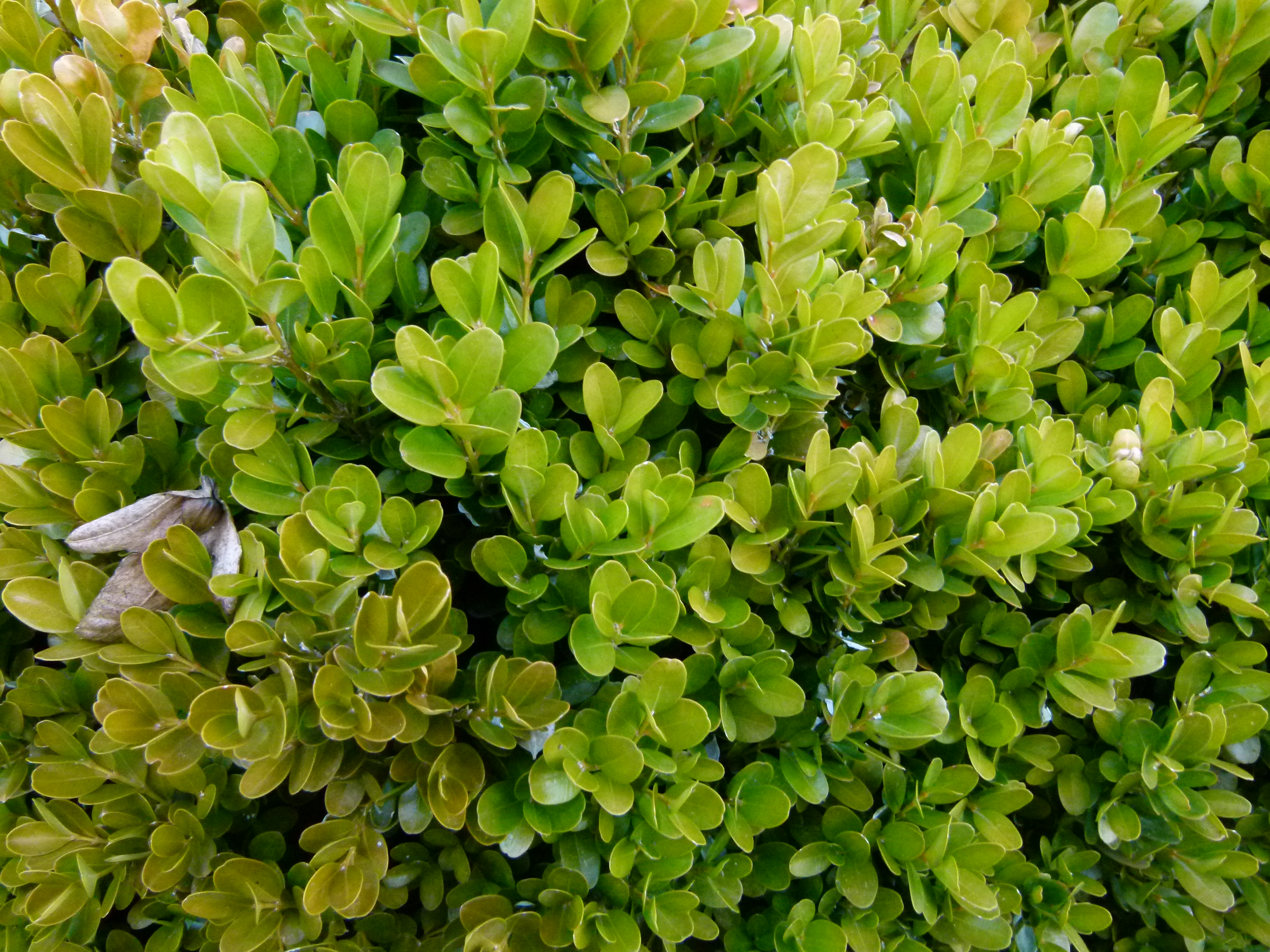 Вечнозеленые растения для дома фото и названия
