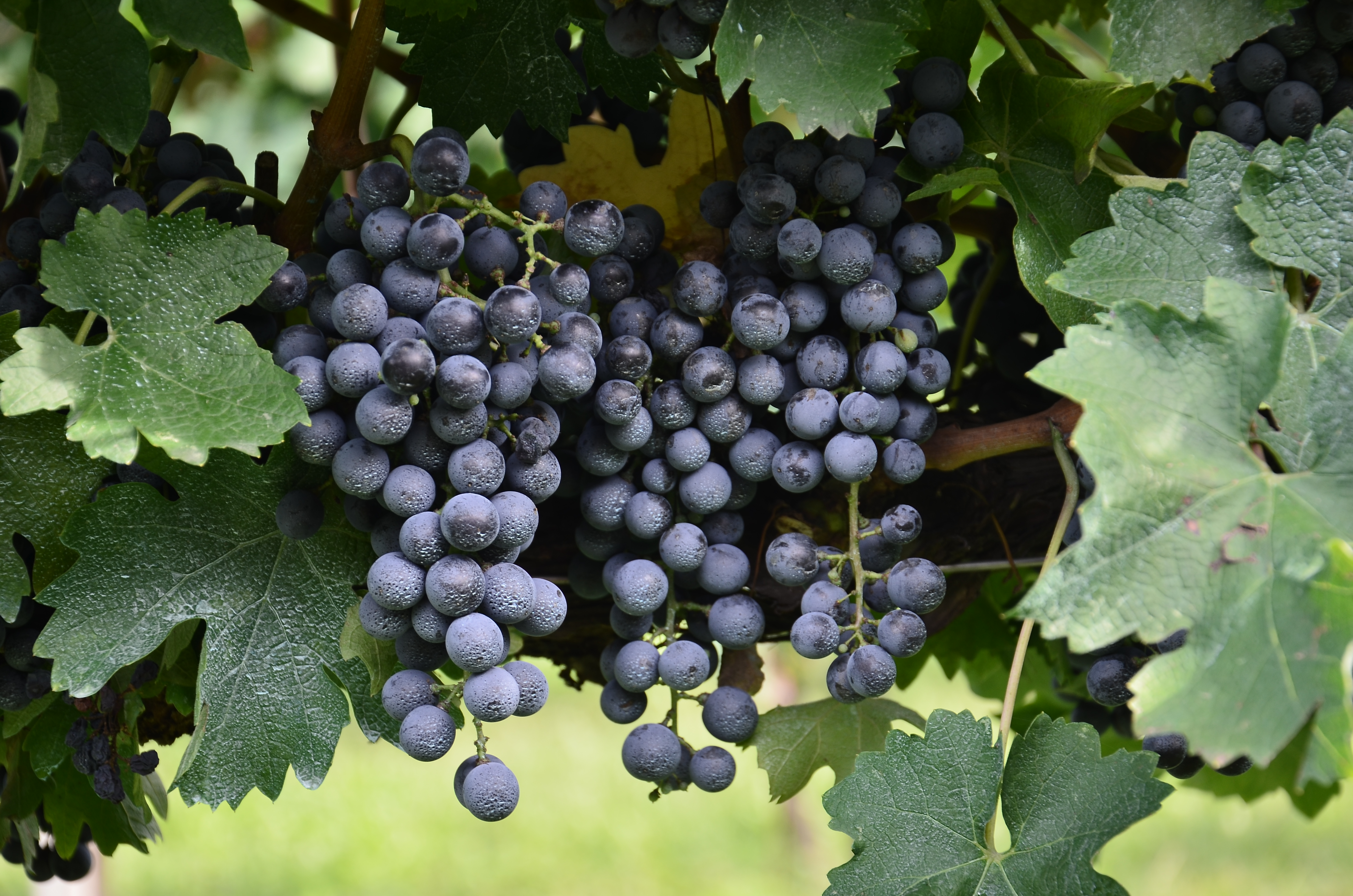 Cabernet sauvignon. Виноград Каберне Совиньон. Сорт винограда Мерло Совиньон. Сорт винограда Каберне Совиньо. Виноград плодовый с2 «Каберне Северный» h50.