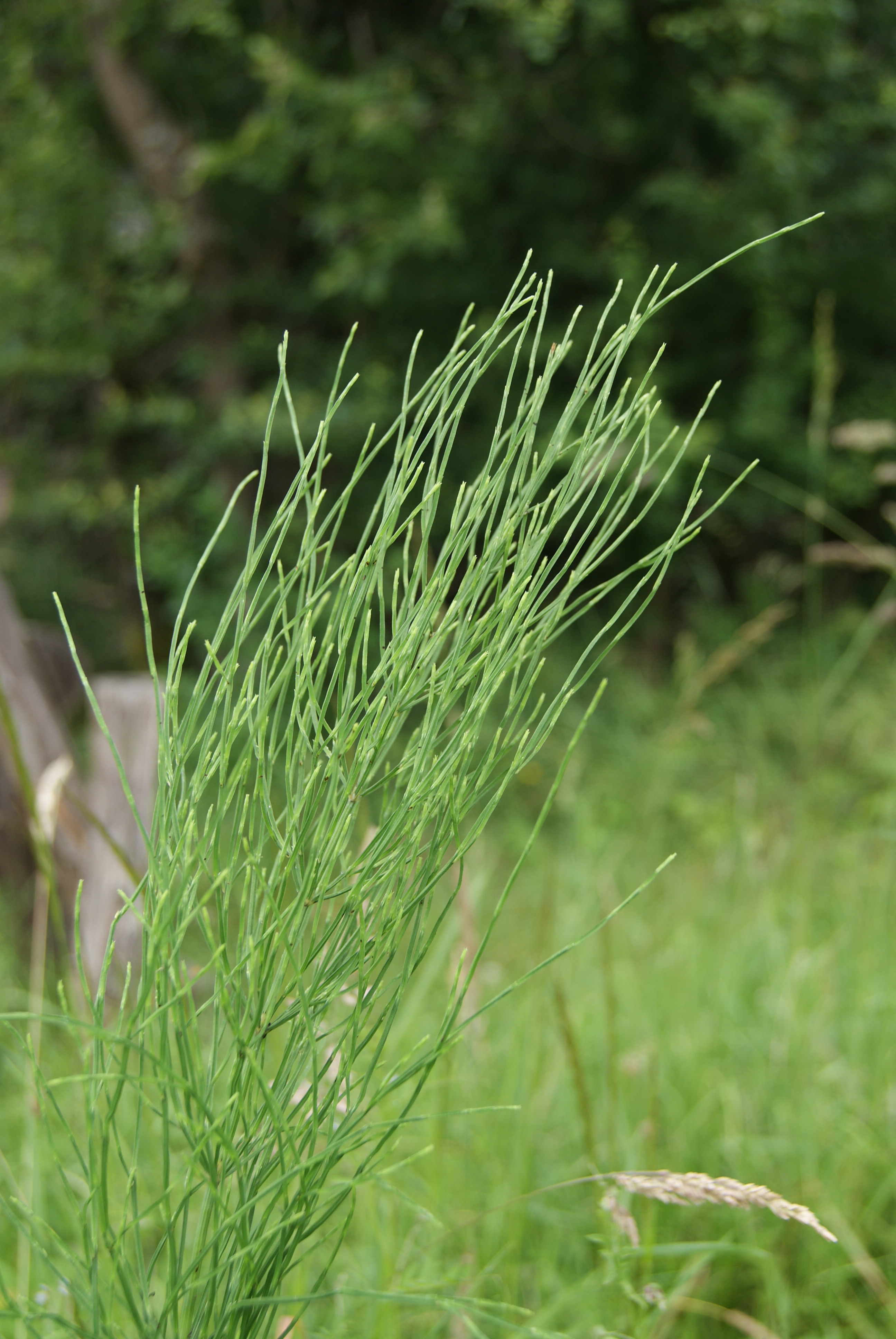 Хвощ полевой (Equisetum arvense)