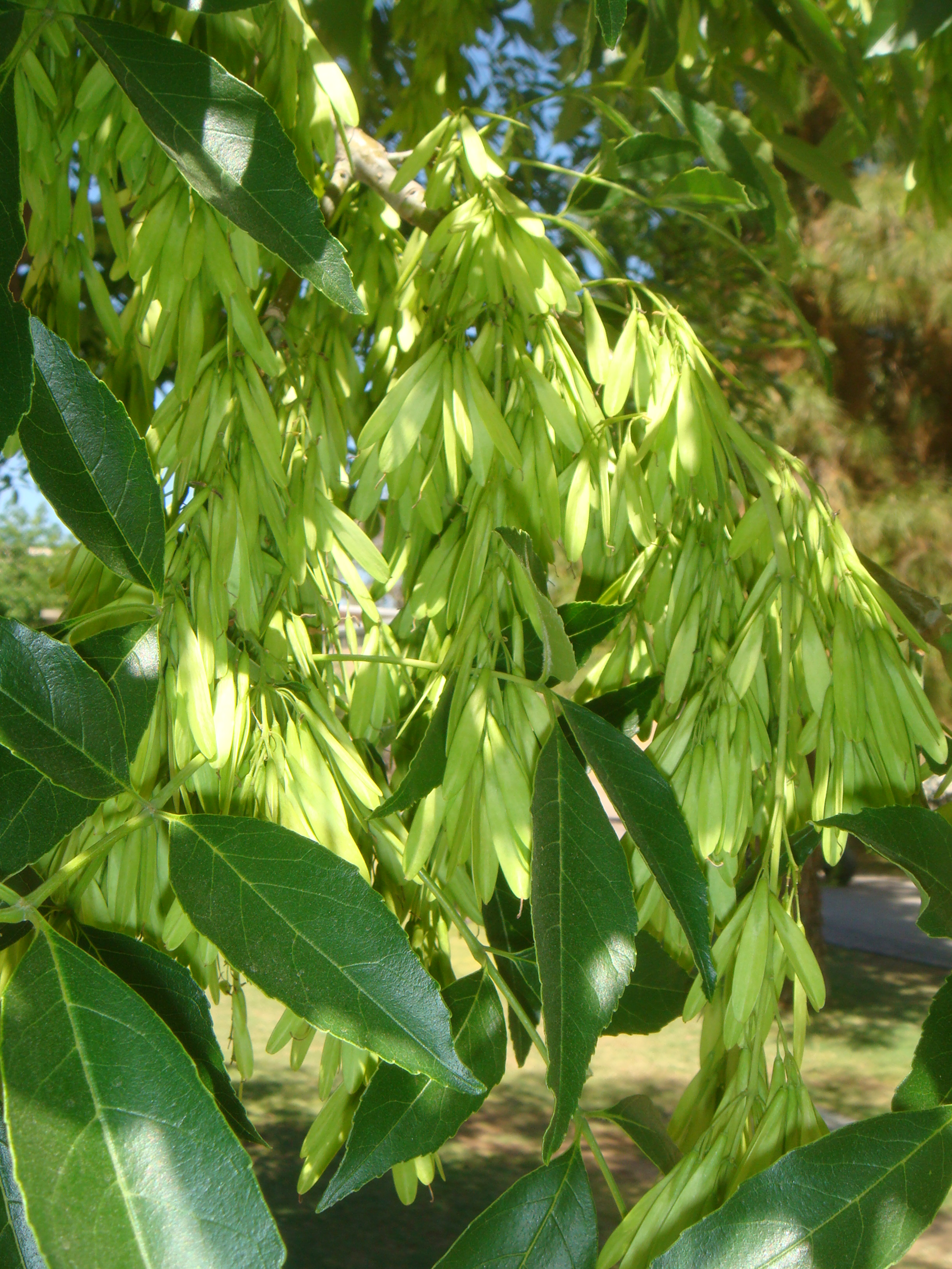 Fraxinus velutina 20080402