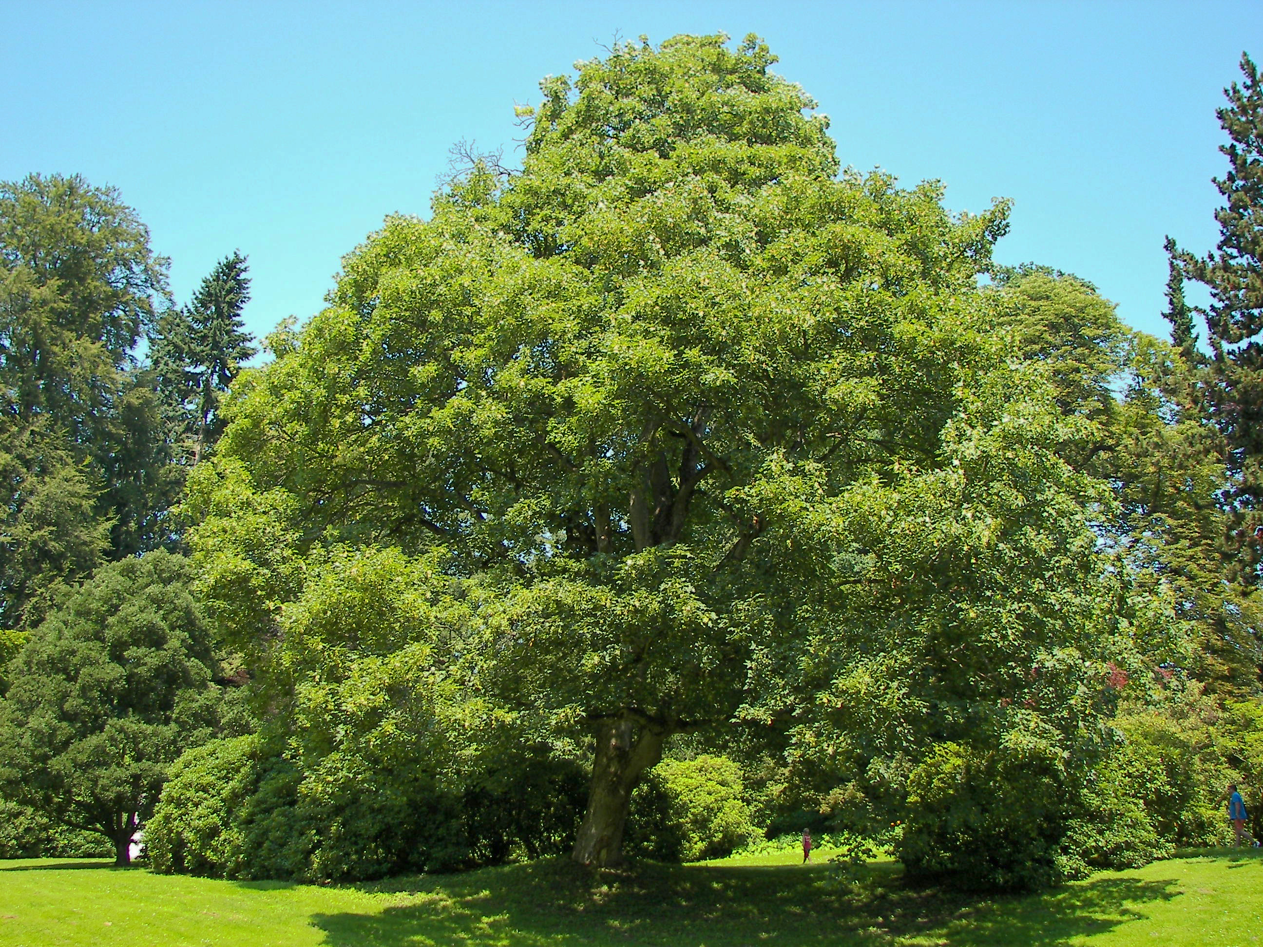 Acer pseudoplatanus 005