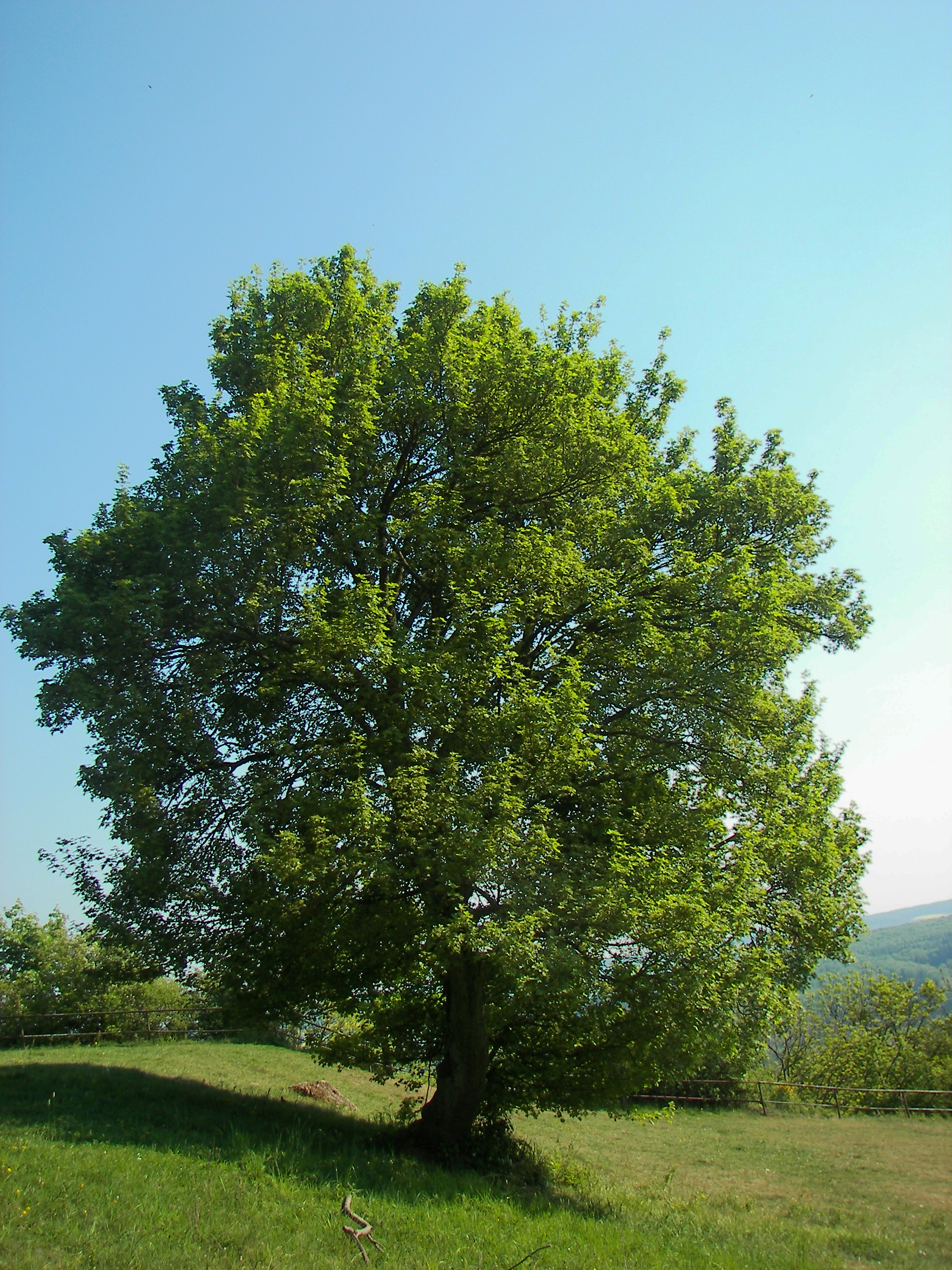 Acer campestre 006