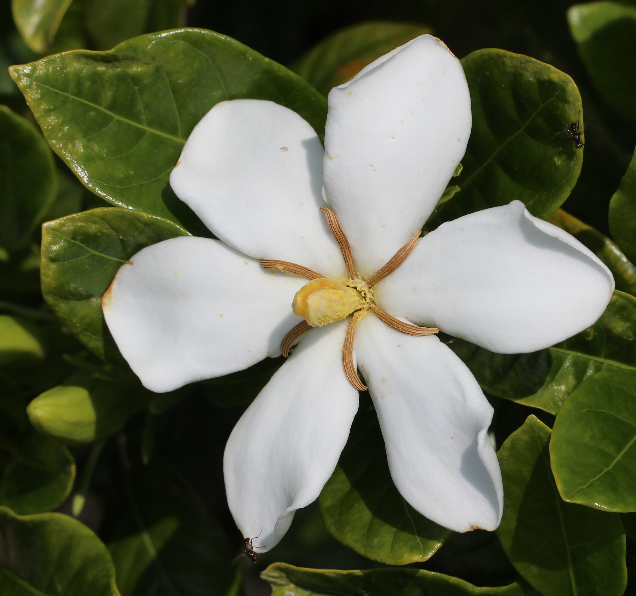 Гардения. Гардения jasminoides. Цветок jasminoides gardenia. Гардения collinsiae. Гардения жасминовидная красная.