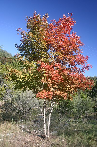 400px Bi colored Maple Tree