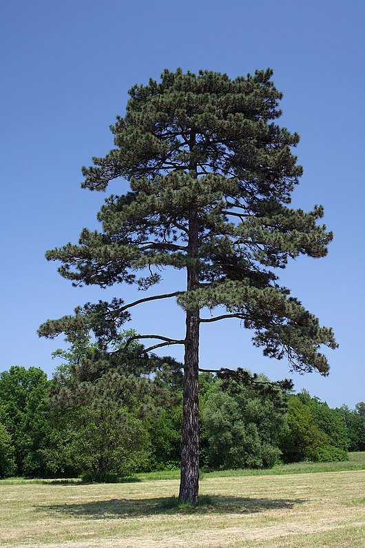 530px %C5%9Awierklaniec pinus nigra 12.06.2010 p