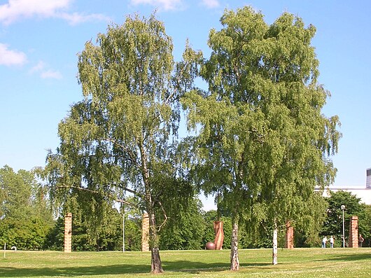 530px Betula Pendula at Stockholm University 2005 07 01
